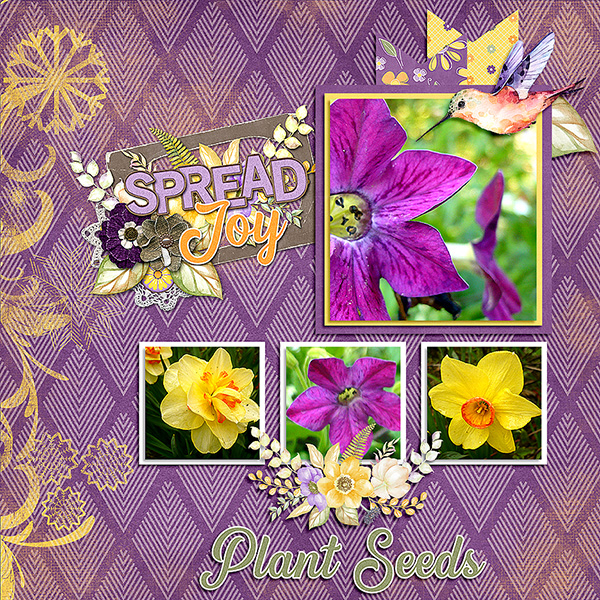 Plant Seeds