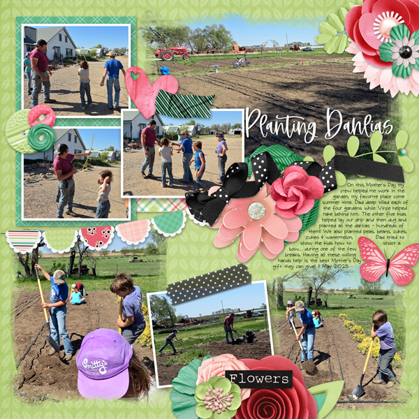 Planting Dahlias