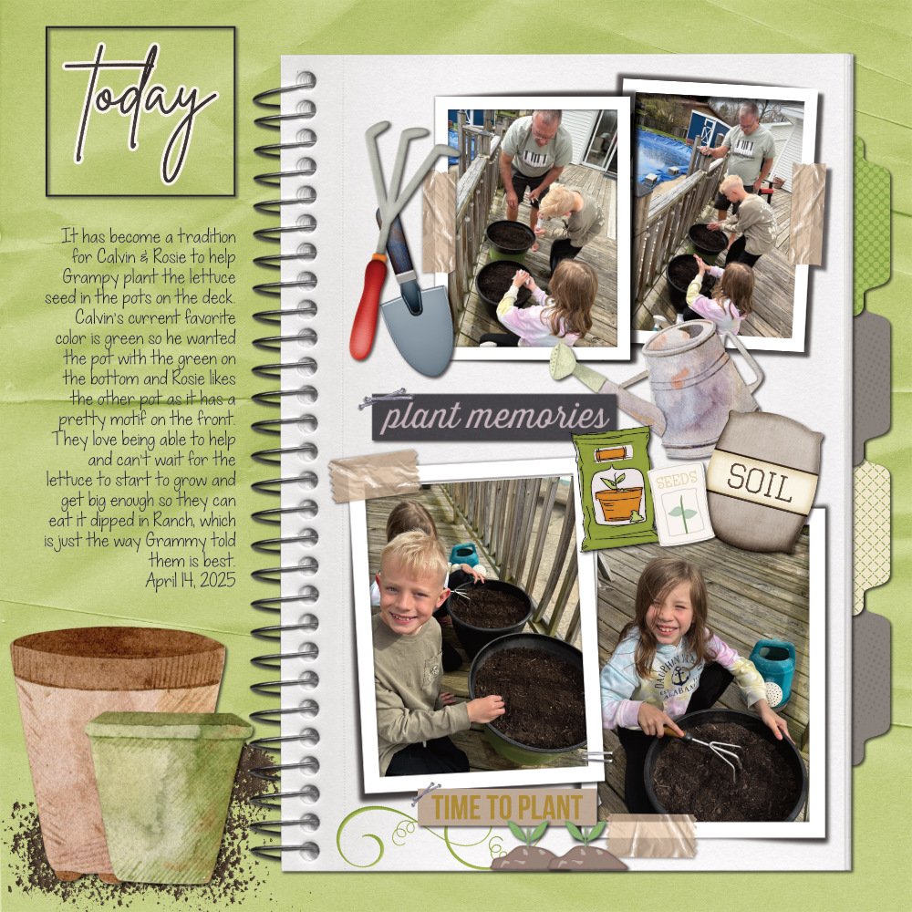 Planting Lettuce 4-14-25