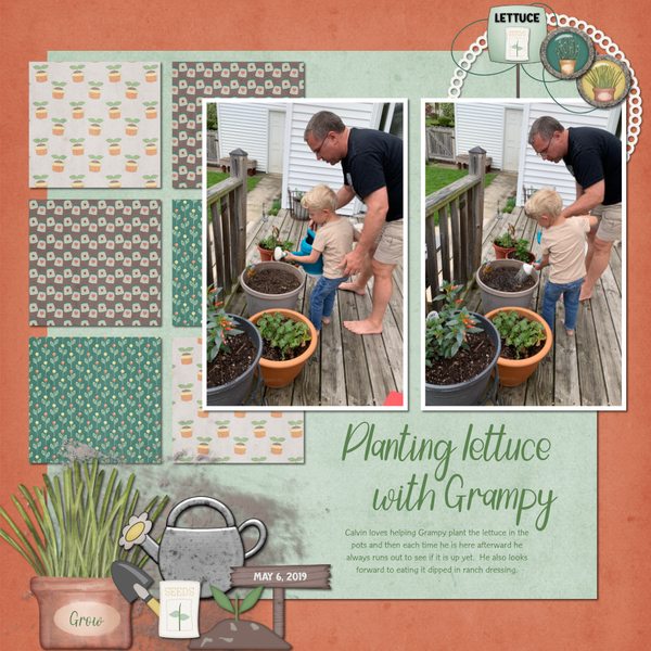 Planting Lettuce with Grampy