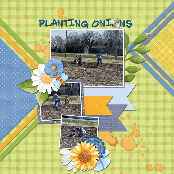 Planting Onions