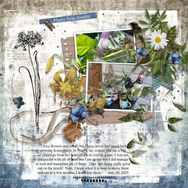 Plants from Joretta