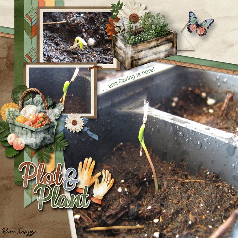 Plot & Plant