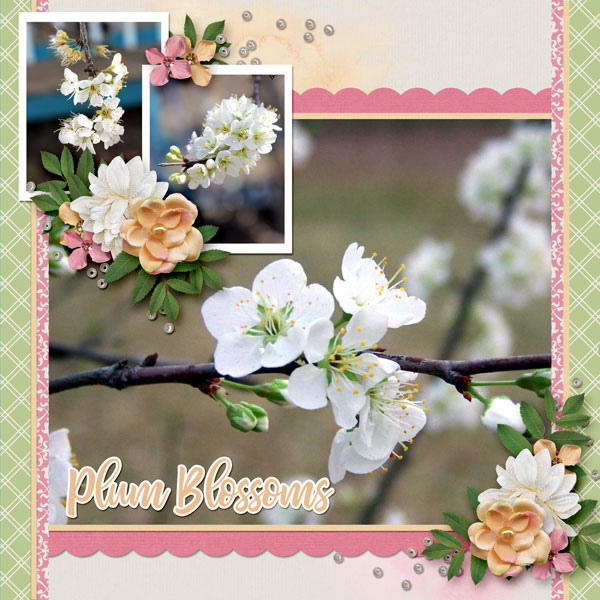 Plum Blossoms