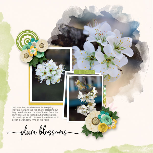 Plum Blossoms