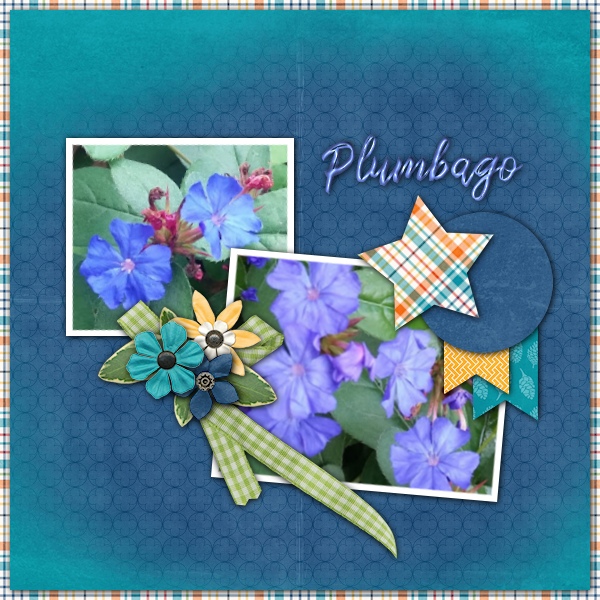 Plumbago