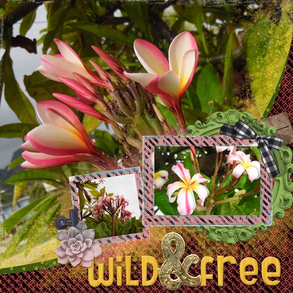 Plumeria Dreaming