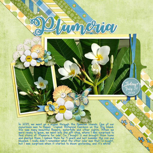 Plumeria