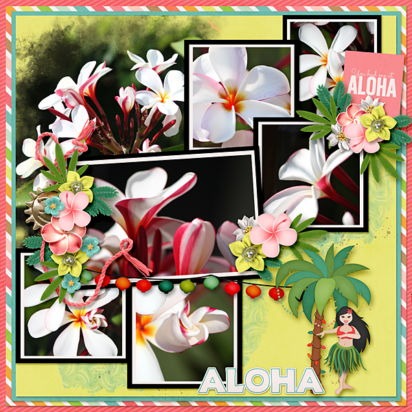 Plumeria