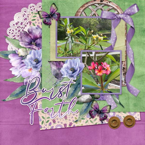 Plumerias-aimeeh-GSbday24-tmp.jpg