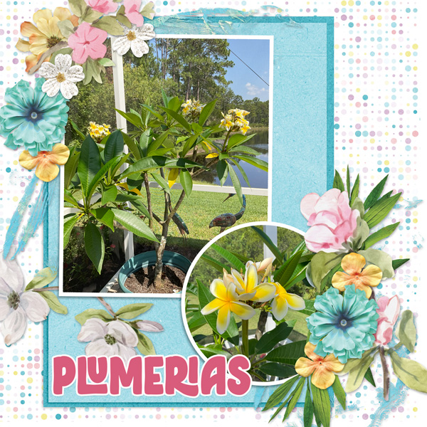 Plumerias