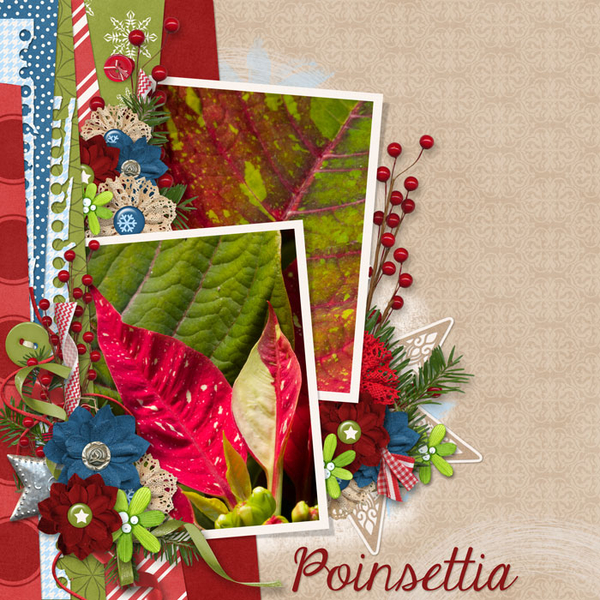 Poinsettia Close-ups