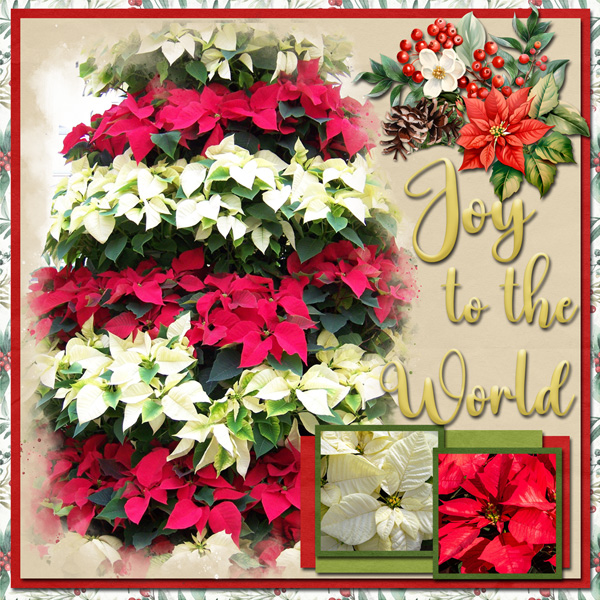 Poinsettia Tree