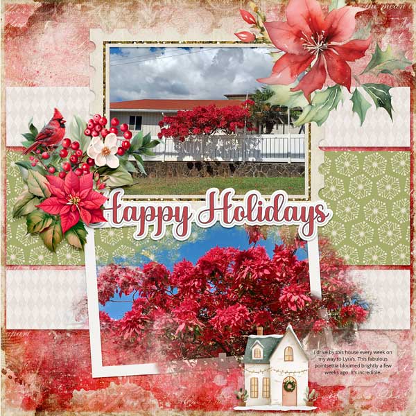 Poinsettia-webv.jpg