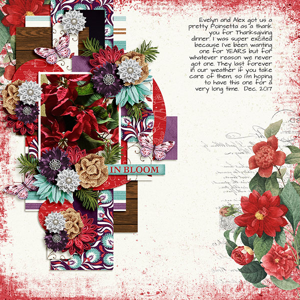 Poinsettia