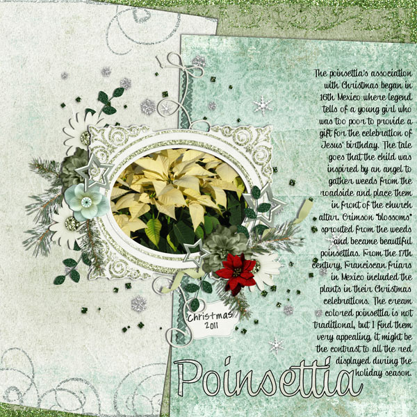 poinsettia