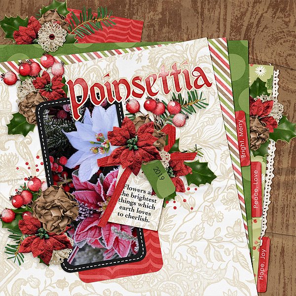 Poinsettia