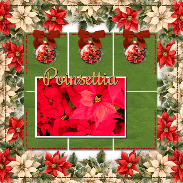 Poinsettia