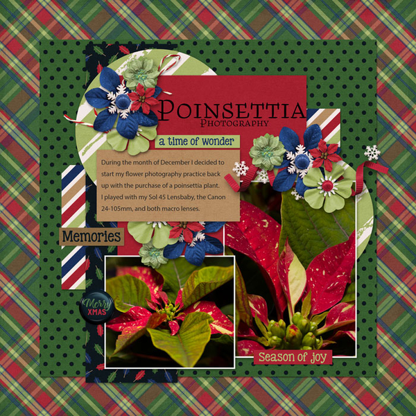 Poinsettias