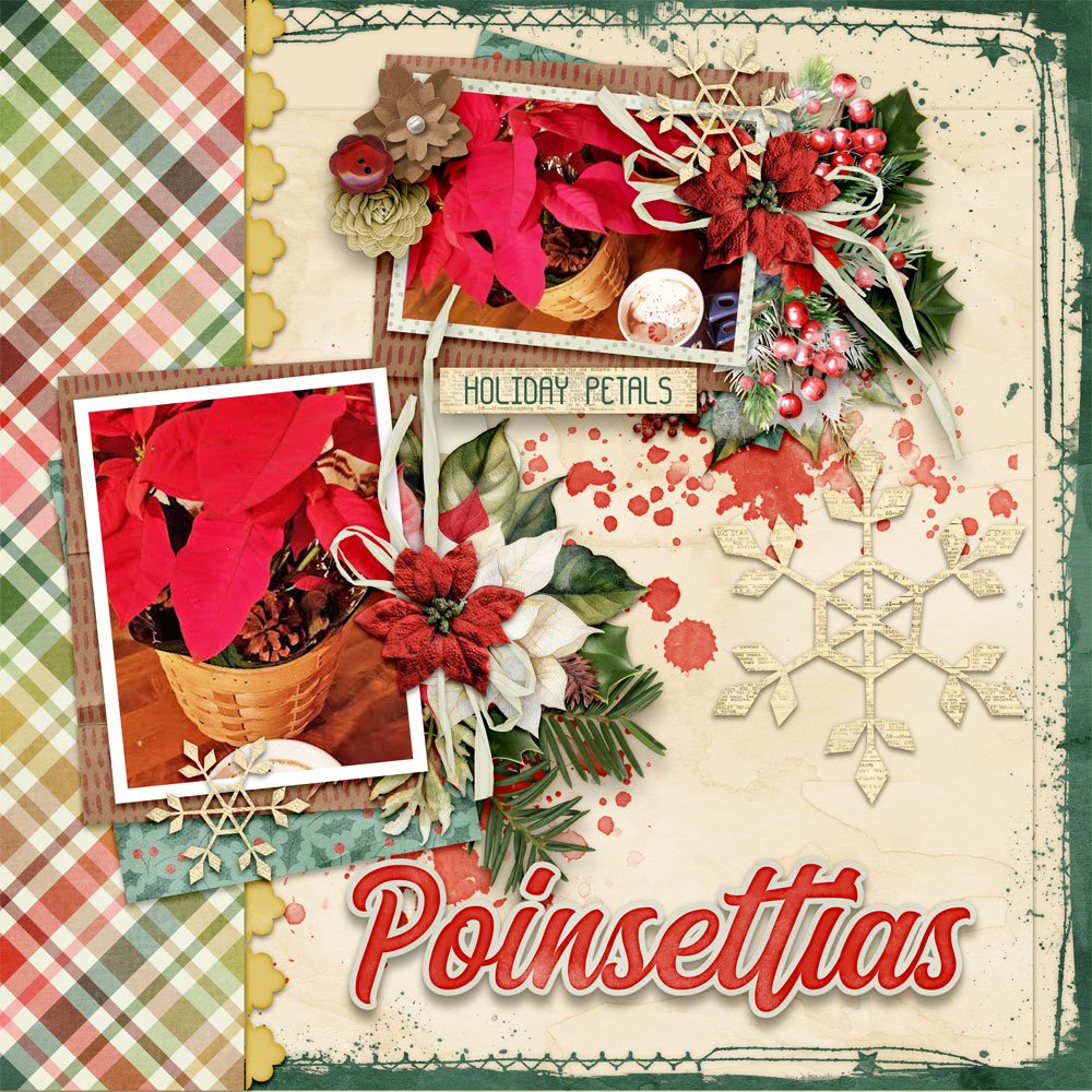 Poinsettias