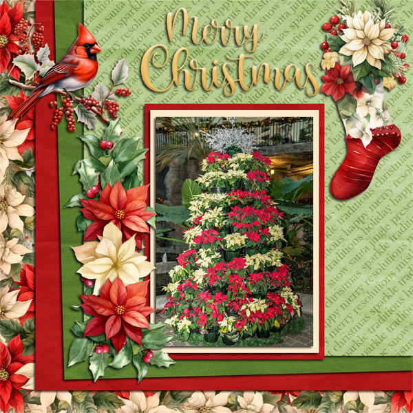 Pointsettia Tree