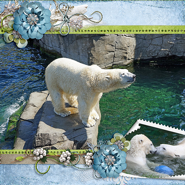 Polar Bears