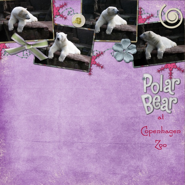 Polar Bears