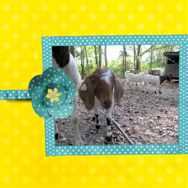 Polka Dotted Goat