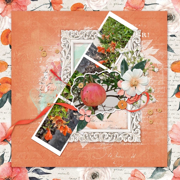 Pomegranates in bloom