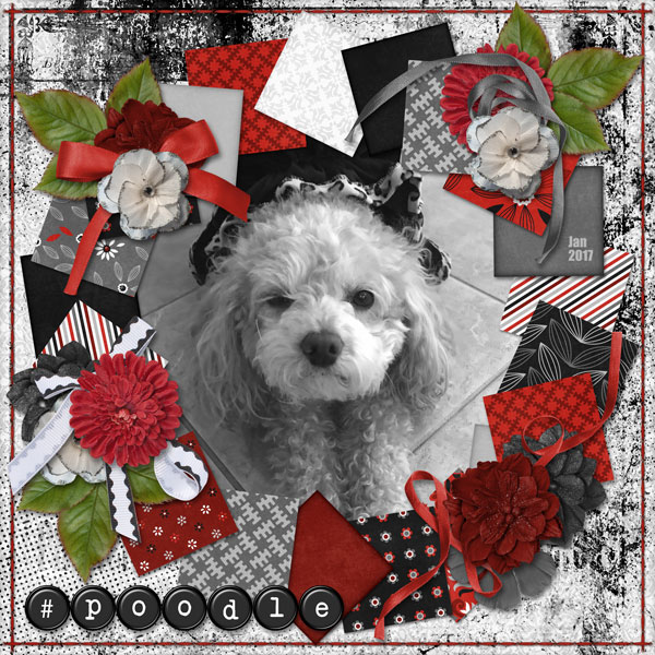 #poodle