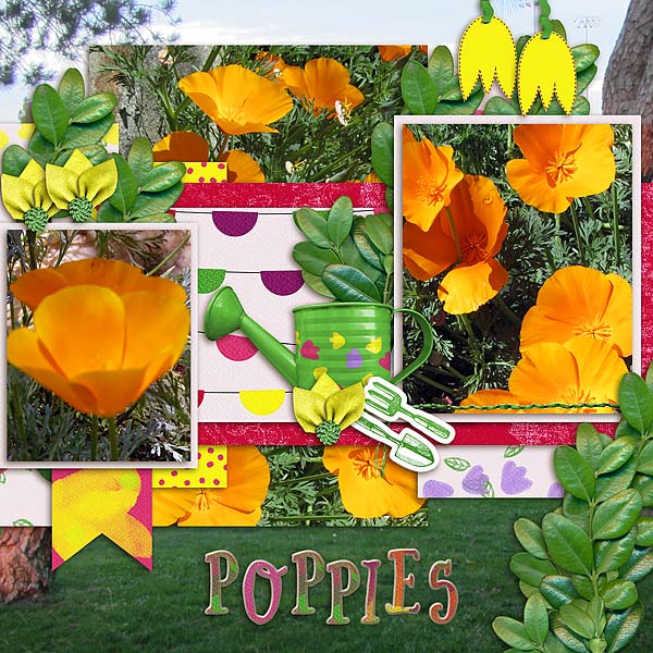 Poppies