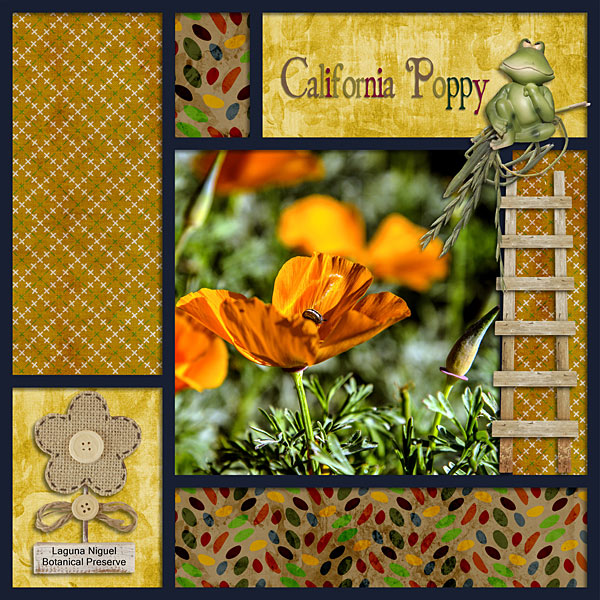 Poppies