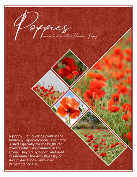 Poppies