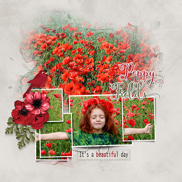 Poppies