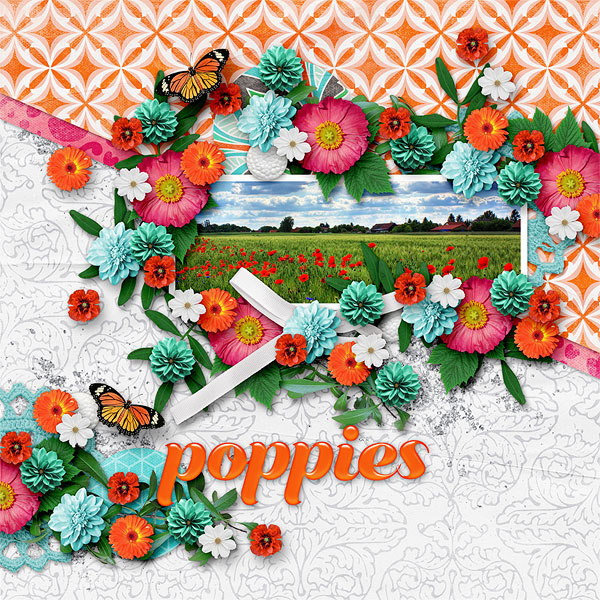 Poppies