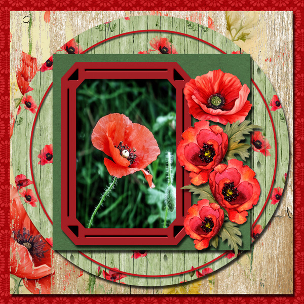Poppies