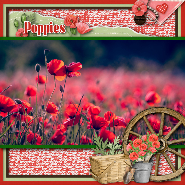 Poppies