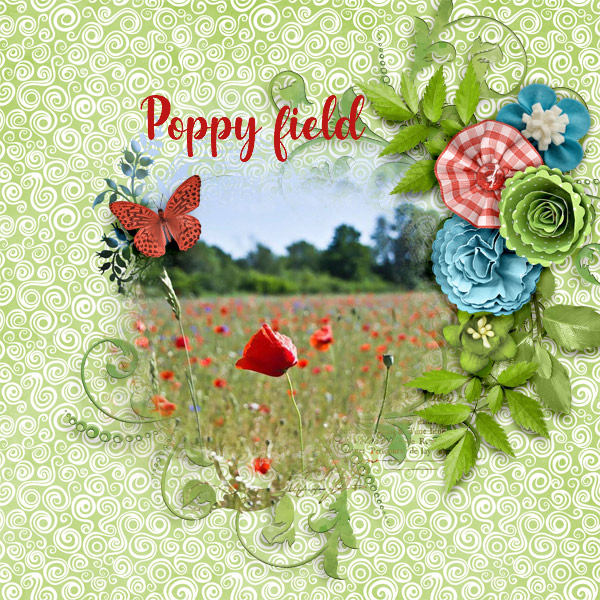 Poppy-field
