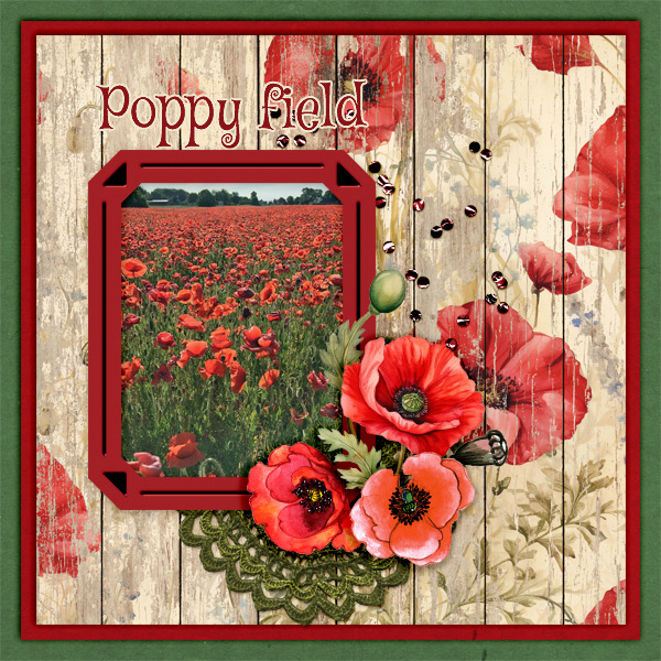 Poppy-field1
