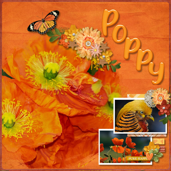 Poppy