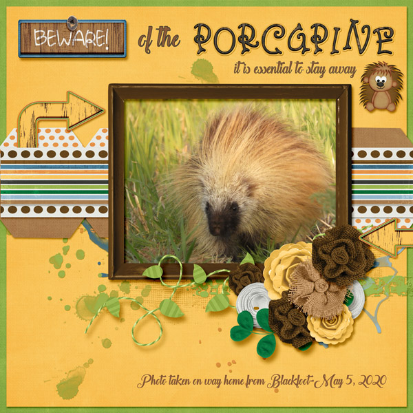 Porcupine_small