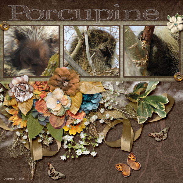 porcupine_small1