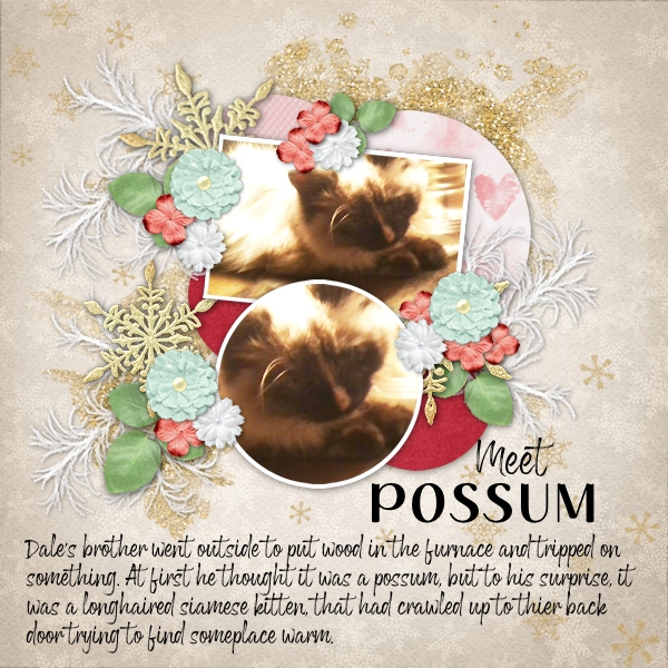 Possum