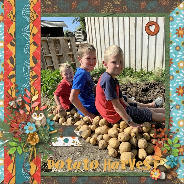 Potato Harvest