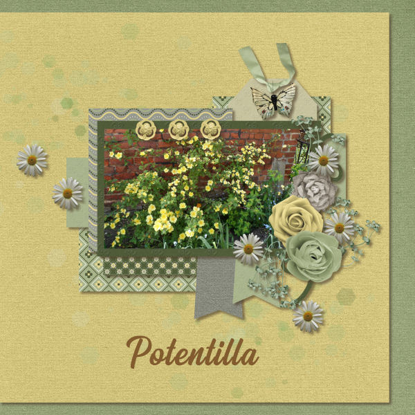 Potentilla