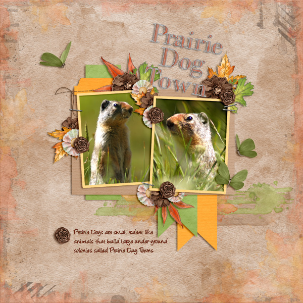 Prairie Dog Town