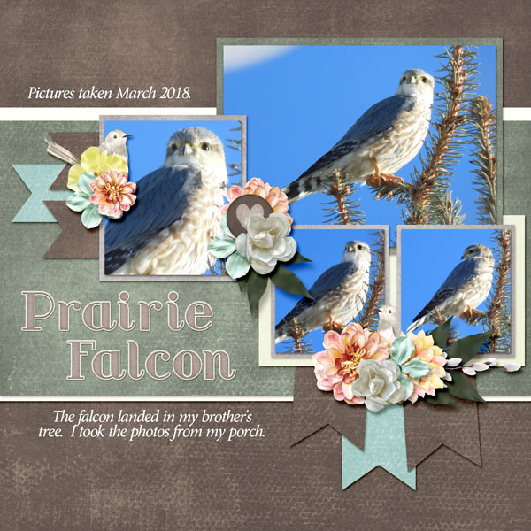prairie_falcon_sorrow_banner