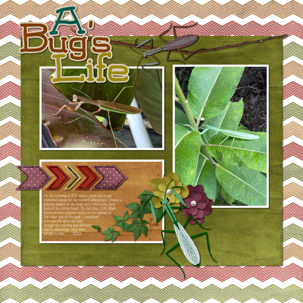 Praying Mantis
