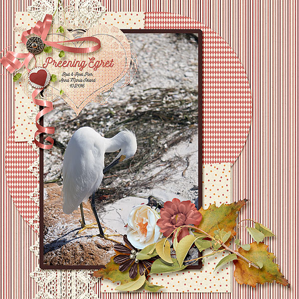 Preening Egret
