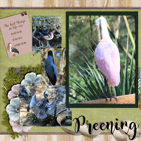 Preening_L